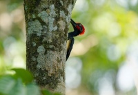 Datel indomalajsky - Dryocopus javensis - White-bellied Woodpecker o0657